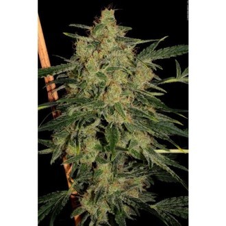 Nebula II CBD (Paradise Seeds) Feminiserade