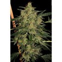 Nebula II CBD (Paradise Seeds) Feminiserade