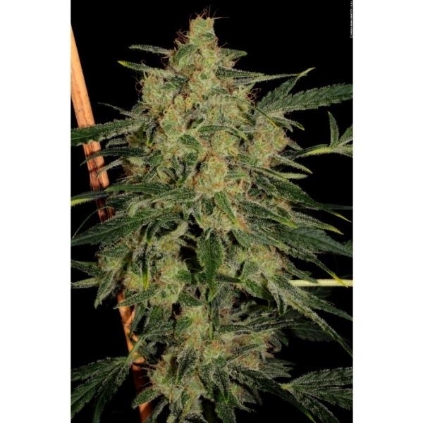 Nebula II CBD (Paradise Seeds) Feminiserade