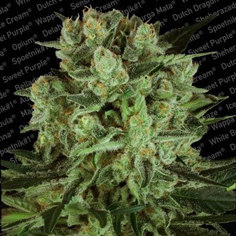 Durga Mata II CBD (Paradise Seeds) feminiserade cannabisfr&ouml;n