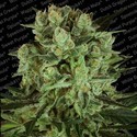 Durga Mata II CBD (Paradise Seeds) Feminiserade
