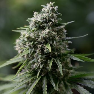 Critical+ 2.0 (Silent Seeds) feminiserade cannabisfr&ouml;n