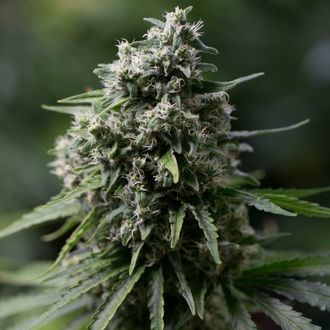 Critical+ 2.0 (Silent Seeds) Feminiserade