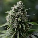 Critical+ 2.0 (Silent Seeds) Feminiserade