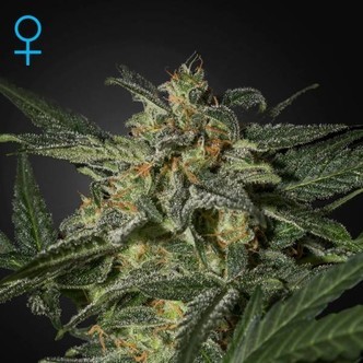 White Widow Auto (Greenhouse Seeds) feminiserade