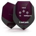 Feminiserad mix (Royal Queen Seeds)