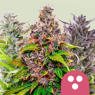 Feminiserad mix (Royal Queen Seeds)