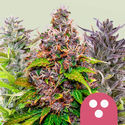 Feminiserad mix (Royal Queen Seeds)