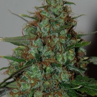 Wild Thailand Ryder Autoflower (World Of Seeds) Feminiserade