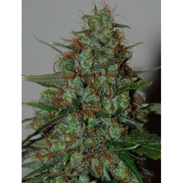 Wild Thailand Ryder Autoflower (World Of Seeds) Feminiserade