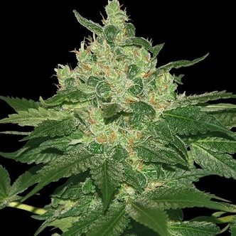 Afghan Kush (World Of Seeds) feminiserade cannabisfr&ouml;n
