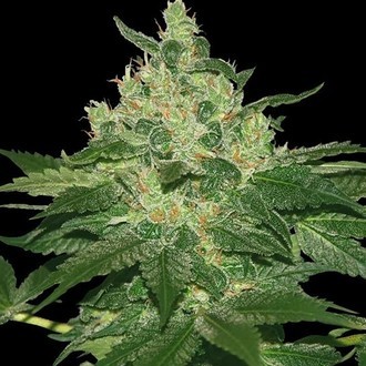 Afghan Kush (World Of Seeds) Feminiserade
