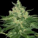 Afghan Kush (World Of Seeds) Feminiserade