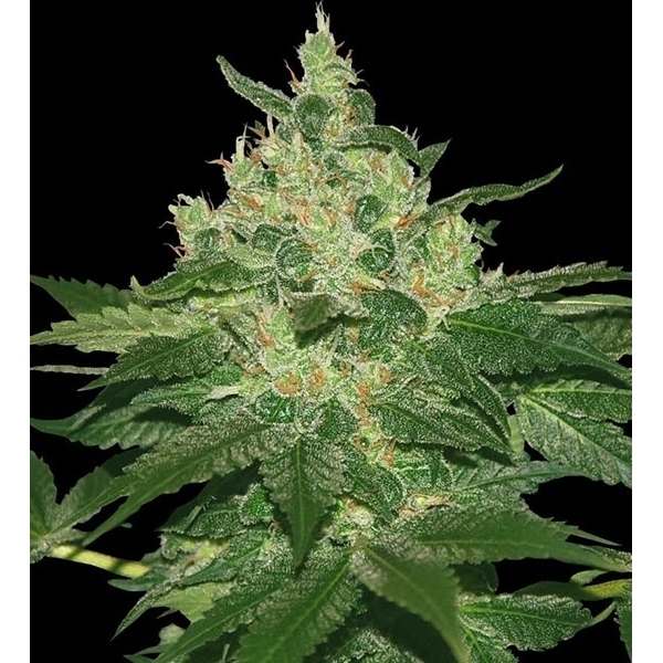 Afghan Kush (World Of Seeds) Feminiserade