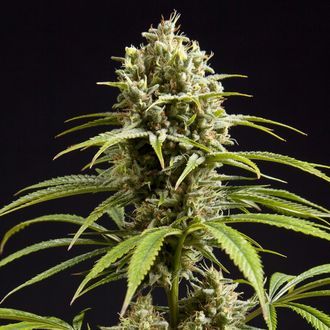 Fruity Jack (Philosopher Seeds) Feminiserade