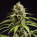 Fruity Jack (Philosopher Seeds) Feminiserade
