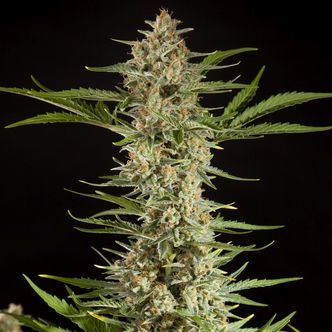 Fraggle Skunk Auto (Philosopher Seeds) feminiserade