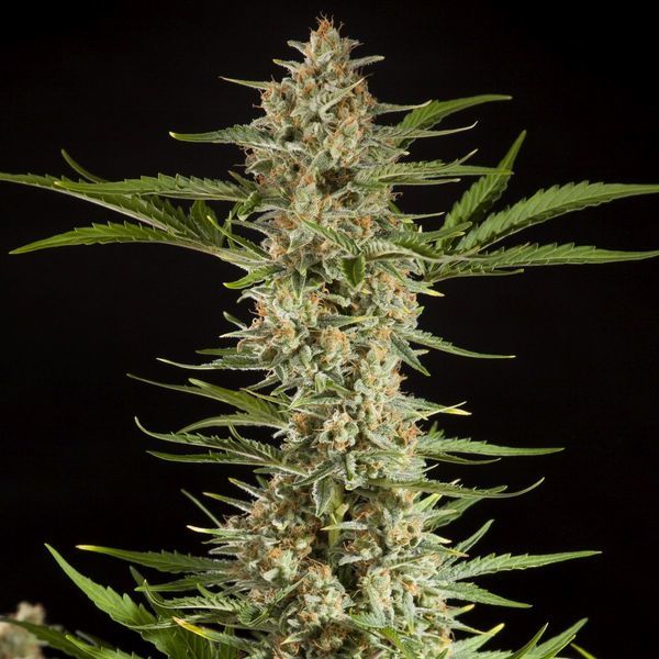Fraggle Skunk Auto (Philosopher Seeds) Feminiserade