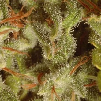 Collection Pack Sativa Champions (Paradise Seeds) Feminiserade