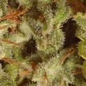 Collection Pack Sativa Champions (Paradise Seeds) Feminiserade