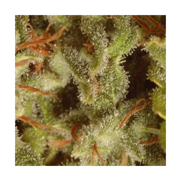 Collection Pack Sativa Champions (Paradise Seeds) Feminiserade