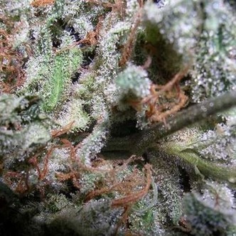 Collection Pack Indica-m&auml;stare (Paradise Seeds)