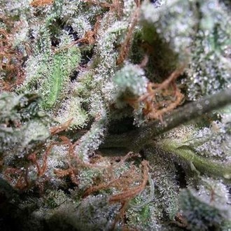 Collection Pack Indica Champions (Paradise Seeds) Feminiserade