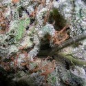 Collection Pack Indica Champions (Paradise Seeds) Feminiserade