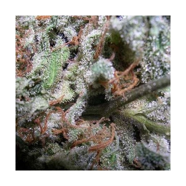 Collection Pack Indica Champions (Paradise Seeds) Feminiserade