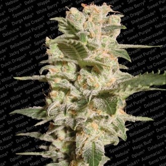 Belladonna (Paradise Seeds) Feminiserade