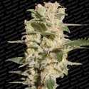 Belladonna (Paradise Seeds) Feminiserade
