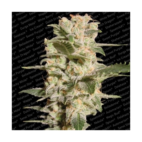 Belladonna (Paradise Seeds) Feminiserade