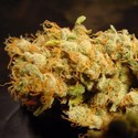 Belladonna (Paradise Seeds) Feminiserade