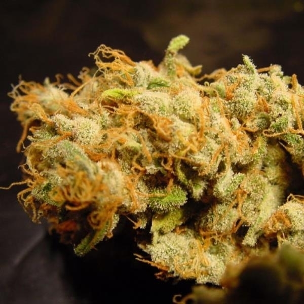 Belladonna (Paradise Seeds) Feminiserade