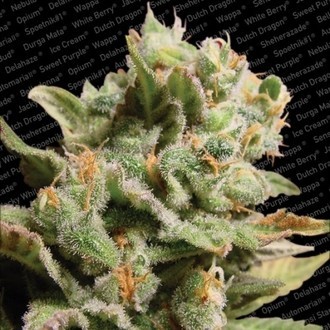 Dutch Dragon (Paradise Seeds) Feminiserade