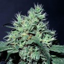 Dutch Dragon (Paradise Seeds) Feminiserade