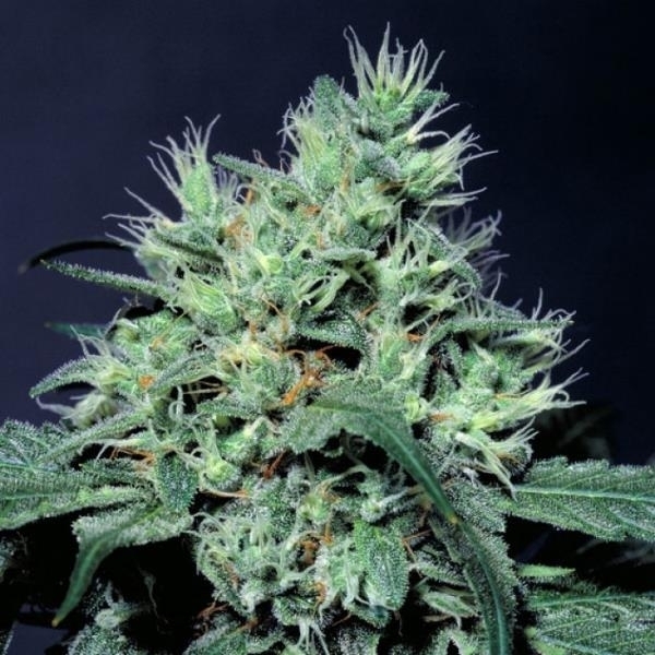 Dutch Dragon (Paradise Seeds) Feminiserade