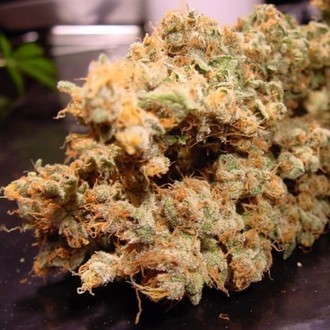 Dutch Dragon (Paradise Seeds) Feminiserade