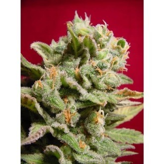 Dutch Dragon (Paradise Seeds) Feminiserade