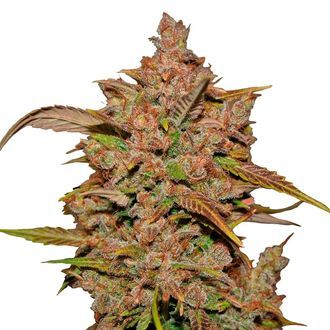 Crystal Meth Auto (FastBuds) Feminiserade