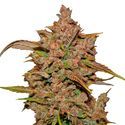 Crystal Meth Auto (FastBuds) Feminiserade