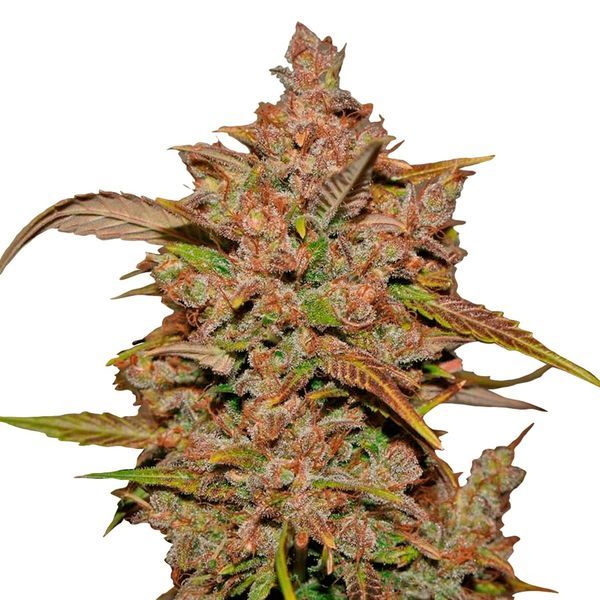 Crystal Meth Auto (FastBuds) Feminiserade