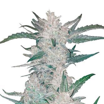 Mexican Airlines Auto (FastBuds) feminiserade