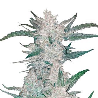 Mexican Airlines Auto (FastBuds) Feminiserade