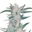 Mexican Airlines Auto (FastBuds) Feminiserade