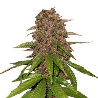 C4 Auto (FastBuds) feminiserade