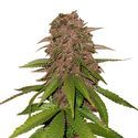 C4 Auto (FastBuds) Feminiserade