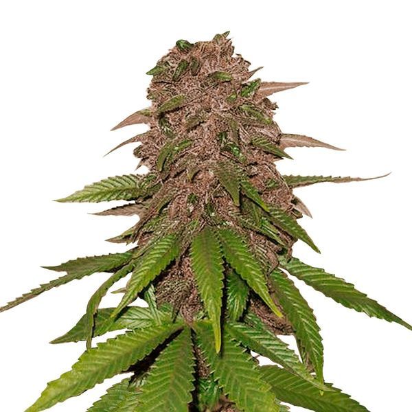C4 Auto (FastBuds) Feminiserade