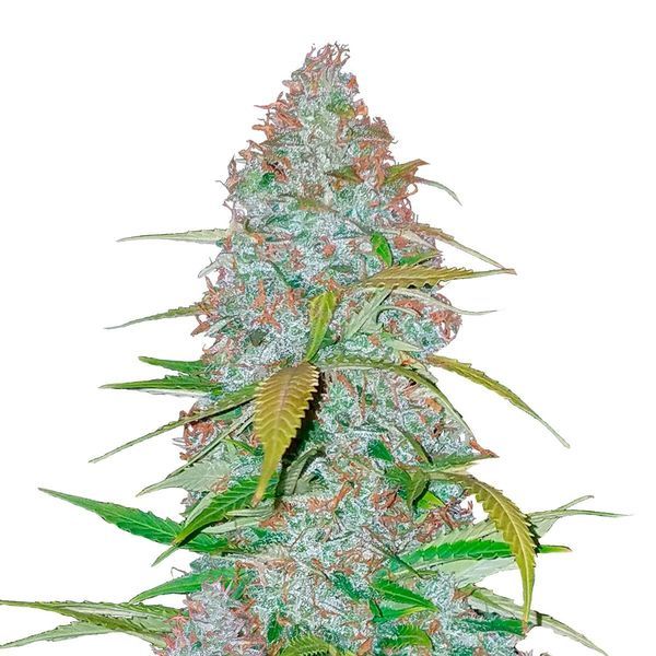 Californian Snow Auto (FastBuds) Feminiserade