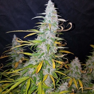 Californian Snow Auto (FastBuds) Feminiserade